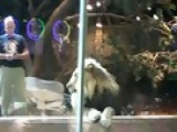 Las Vegas, Lion Attacks Trainer