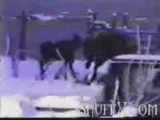 Moose Attacks Guy