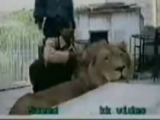 Dont Touch A Lions Paw