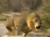 Lion Attack