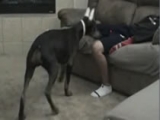Laser Pointer Dog Attack