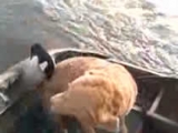 Crazy Goose Attacks Boater and Dog